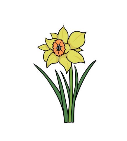 Daffodils Drawing